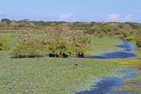 Kumana National Park - Kumana Villu